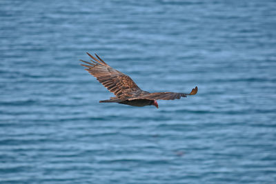 Seagull flying over sea