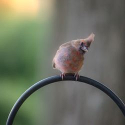 Close-up of bird perching outdoors