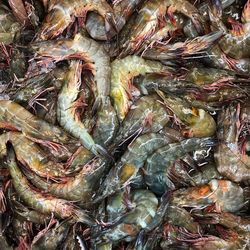 Full frame shot of prawns for sale in market