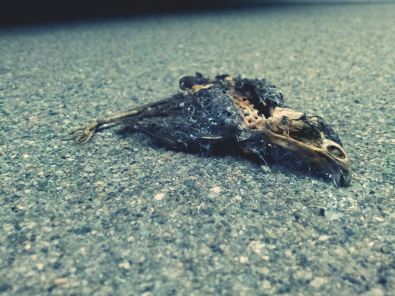 animal themes, one animal, animals in the wild, wildlife, insect, close-up, dead animal, selective focus, high angle view, street, nature, zoology, death, outdoors, road, ground, asphalt, day, no people, crab