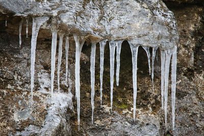 Close-up of icicles against trees during winter