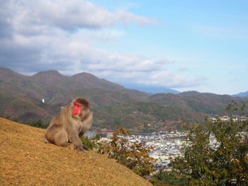 Monkey sitting on mountain against sky