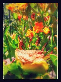 Close-up of yellow flowers