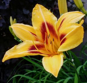 Close-up of yellow day lily