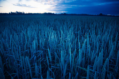 Golden sunrise harvest. summer's abundant grain fields of northern europe