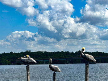 bird