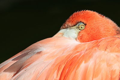 Close-up of a bird