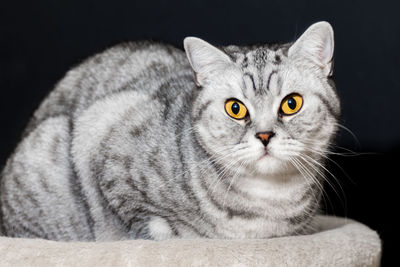 Close-up portrait of cat sitting