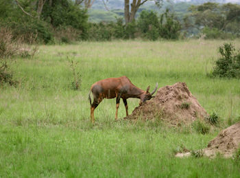 Side view of horse on field