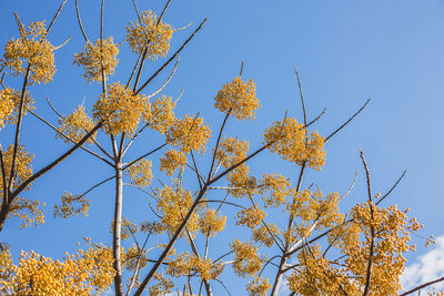 Low angle view of yellow flowering plants against clear sky