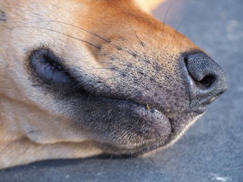 Close-up of dog sleeping