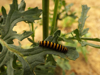 Close-up of insect on plant
