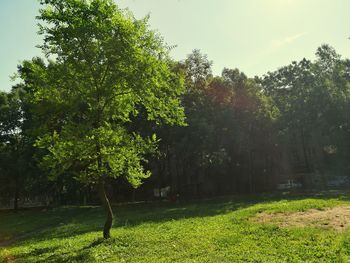 Trees and grass against sky