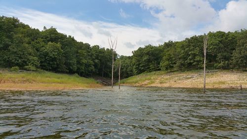 View of trees with river in background