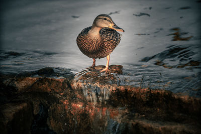 Bird perching on rock by lake