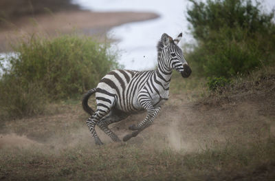 Zebra standing on field