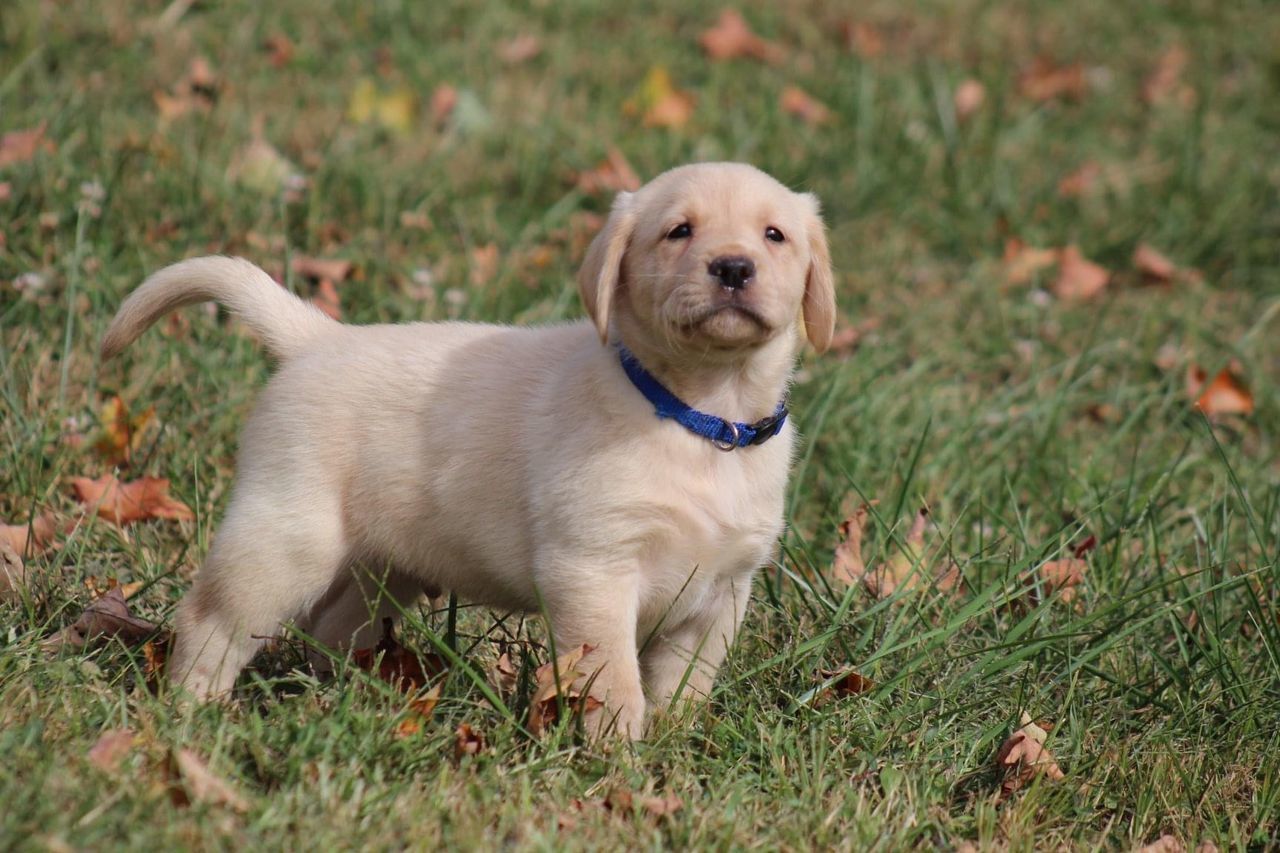 pet, dog, canine, one animal, animal themes, domestic animals, mammal, animal, puppy, labrador retriever, grass, plant, retriever, carnivore, young animal, no people, nature, collar, portrait, cute, pet collar, day, outdoors, looking, land
