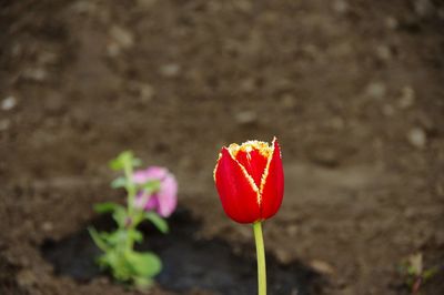 Close-up of red poppy flower on field