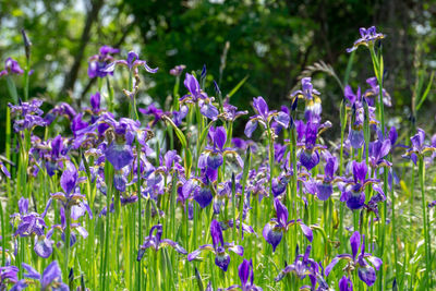 Close-up of purple lavender flowers on field