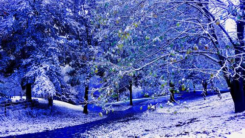 Snow covered trees in park during winter