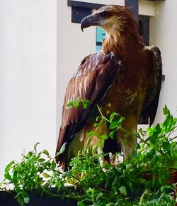 Close-up of bird perching on leaves