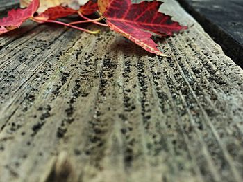 Close-up of leaves on wood