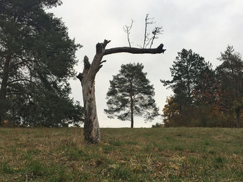 Trees on field against sky