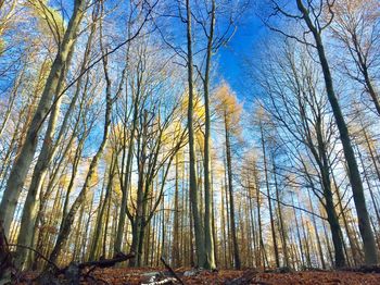 Low angle view of bare trees in forest
