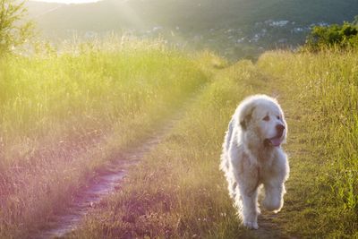 Dog on field