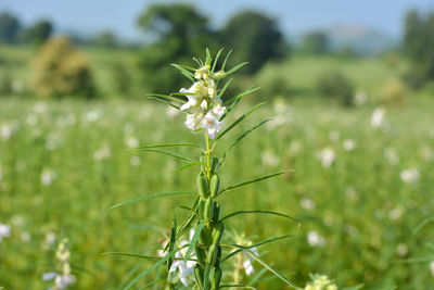 Close-up of flowering plant on field