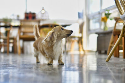 Dog running on floor