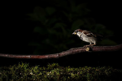 Close-up of bird perching on plant