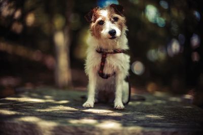 Portrait of dog sticking out tongue outdoors