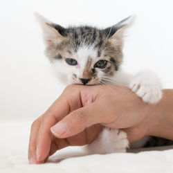 Close-up of hand holding kitten at home