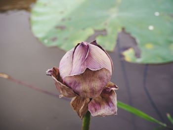 Close-up of wilted flower