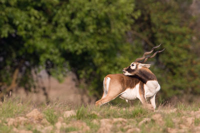 Side view of deer on field