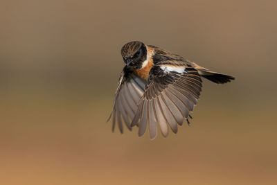 Close-up of bird flying against sky