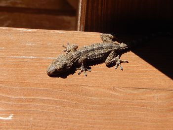 Close-up of insect