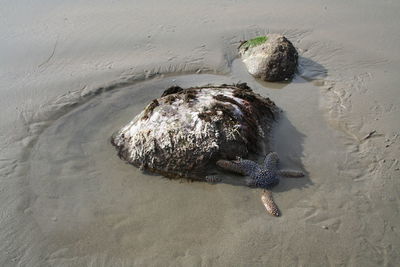 High angle view of starfish on beach