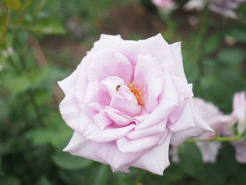 Close-up of pink rose