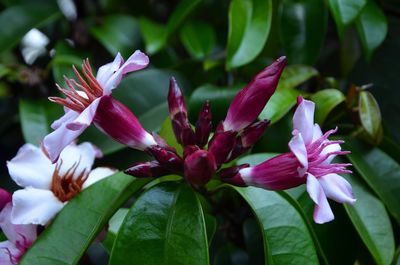 Close-up of pink flowering plant