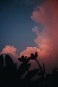 Low angle view of silhouette plants against sky during sunset