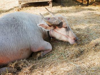 View of an animal pen