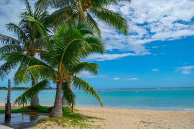 Palm trees on beach