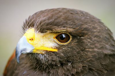 Close-up portrait of owl