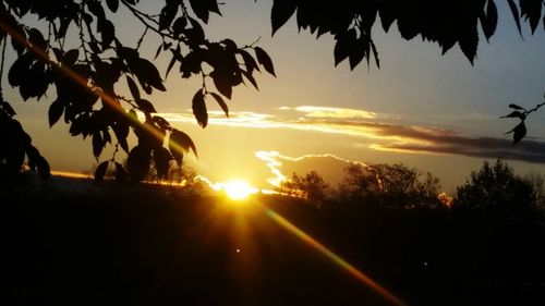 Silhouette of trees at sunset