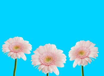 Close-up of pink flower against blue background