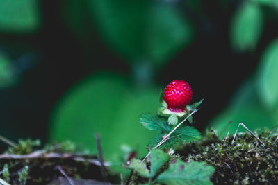 Close-up of red berries