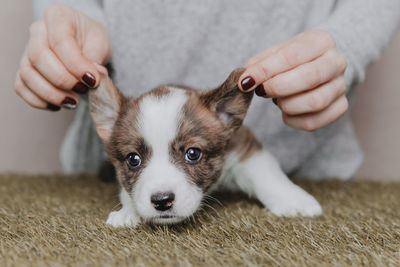 Midsection of woman holding dog