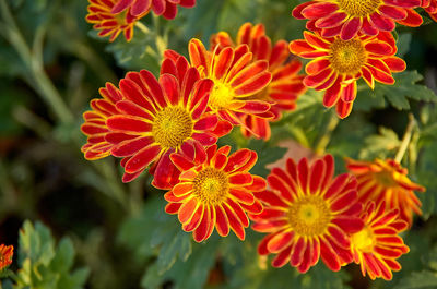 Close-up of red flowering plant